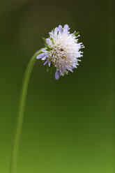 Österreich, Skabiosenblüte, Nahaufnahme - GFF000094