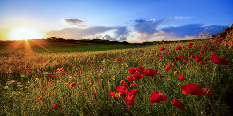 Spain, Menorca, Field of poppy flowers stock photo