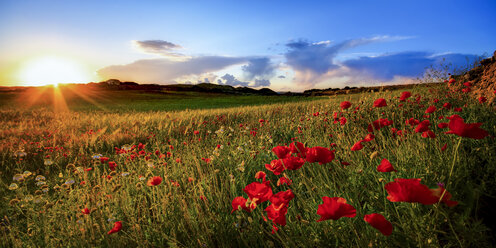 Spain, Menorca, Field of poppy flowers - SMAF000152