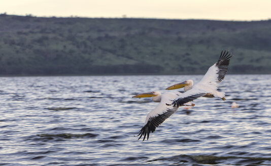 Afrika, Kenia, Blick auf fliegende weiße Pelikane im Lake Nakuru National Park - AM000632