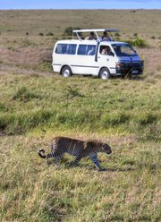 Afrika,Kenia, Blick auf Leoparden lockt Safari über Masai Mara National Park - AM000628