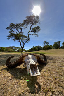 Afrika, Kenia, Blick auf den Schädel eines afrikanischen Büffels im Masai Mara National Park - AMF000625