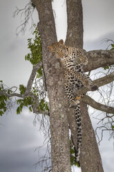 Afrika, Kenia, Blick auf einen auf einem Baum ruhenden Leoparden im Masai Mara National Park - AMF000624