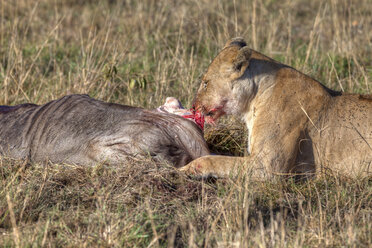 Afrika, Kenia, Löwen fressen Wildtiere im Masai Mara National Park - AMF000622