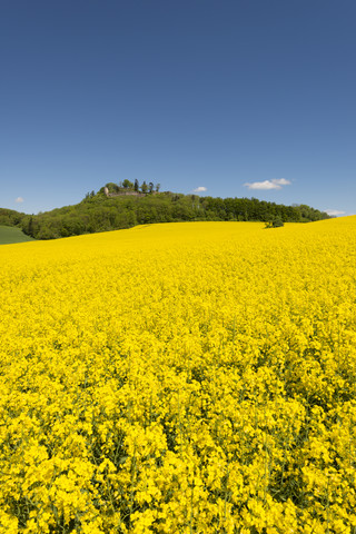 Deutschland, Baden Württemberg, Blick auf gelbes Rapsfeld, lizenzfreies Stockfoto
