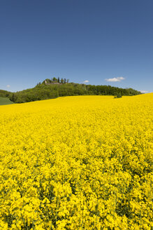 Germany, Baden Wuerttemberg, View of yellow rape field - ELF000208