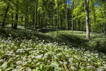 Deutschland, Feld mit Bärlauch im Wald - ELF000207