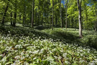 Germany, Field of wild garlic in forest - ELF000207