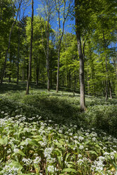 Germany, Field of wild garlic in forest - ELF000206