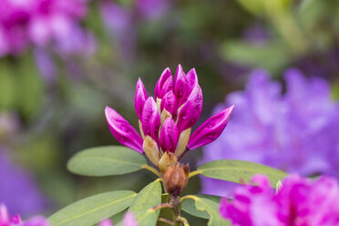 Deutschland, Baden Württemberg, Rhododendronblüten, Nahaufnahme - MABF000126