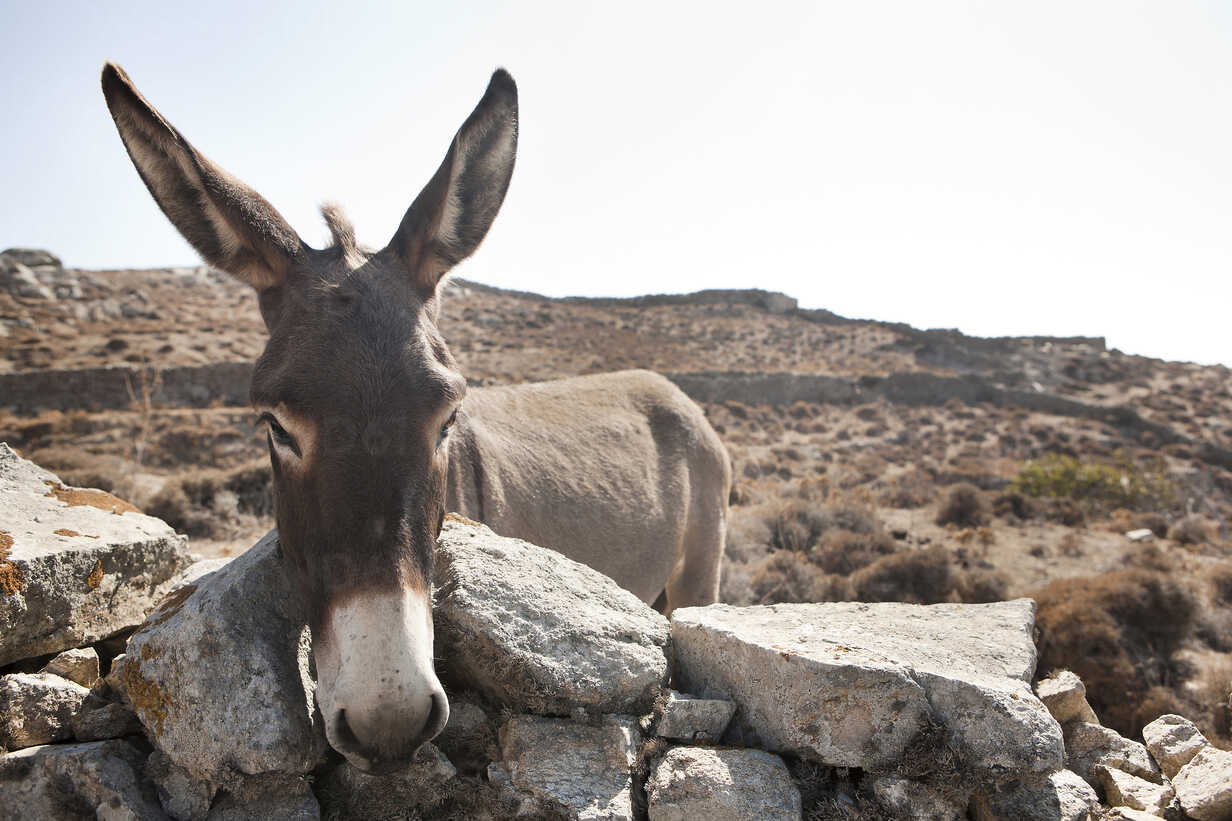 Adopted newborn donkey loves watching TV on the sofa and drinking milk from  bottles | The Sun