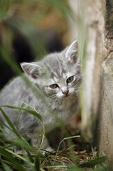 Germany, Baden Wuerttemberg, Kitten sitting near wall, close up - SLF000210