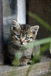 Germany, Baden Wuerttemberg, Kitten sitting in front of window - SLF000206