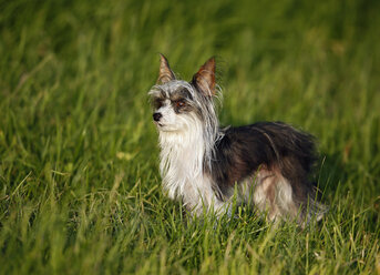 Germany, Baden Wuerttemberg, Chinese crested dog standing in grass - SLF000182
