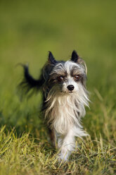 Deutschland, Baden Württemberg, Chinesischer Schopfhund läuft im Gras - SLF000183