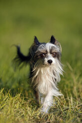 Germany, Baden Wuerttemberg, Chinese crested dog running in grass - SLF000183