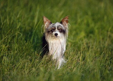 Deutschland, Baden Württemberg, Chinesischer Schopfhund im Gras stehend, lizenzfreies Stockfoto