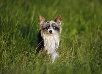 Germany, Baden Wuerttemberg, Chinese crested dog standing in grass - SLF000184