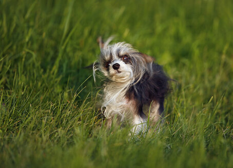 Deutschland, Baden Württemberg, Chinesischer Schopfhund auf Gras - SLF000185