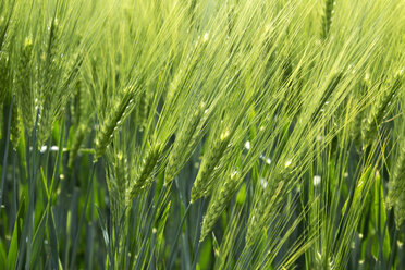 Germany, Rhineland Palatinate, Field of barley, close up - CSF019707