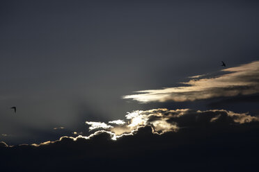 Deutschland, Sachsen, Vögel fliegen bei Sonnenuntergang in den Himmel - JT000469