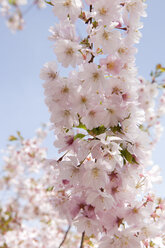 Germany, Bavaria, Cherry blossom at springtime - SKF001337