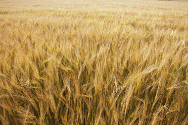 Deutschland, Bayern, Kornfeld im Sommer - SKF001339