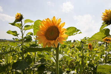 Germany, Bavaria, Field of sunflowers - SKF001342