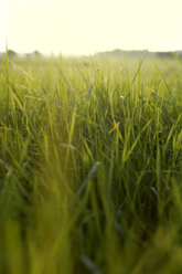 Germany, Bavaria, Green grass during sunset - SKF001345