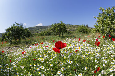 Türkei, Roter Mohn und Kamille im Mäandertal - SIEF004043