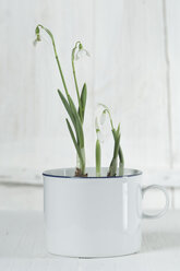 Snowdrops in cup on wooden table, close up - ASF005014