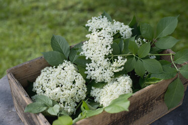 Holunderblüten in Holzkiste, Nahaufnahme - ASF005010