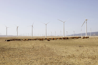 Spanien, Blick auf eine Windkraftanlage und Kühe auf einem Feld - SKF001377