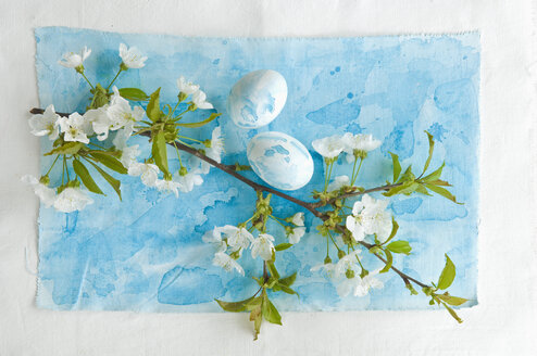 Weiße Kirschblüte mit blauen Ostereiern, Nahaufnahme - ASF005020