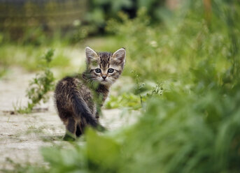 Deutschland, Baden Württermberg, Kitten walking - SLF000203