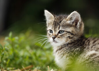 Germany, Baden Wuerttermberg, Kitten looking away - SLF000200