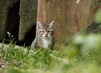 Germany, Baden Wuerttermberg, Kitten sitting - SLF000199