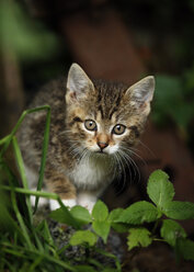 Germany, Baden Wuerttermberg, Kitten walking - SLF000198