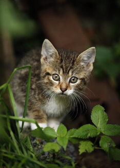 Deutschland, Baden Württermberg, Kitten walking - SLF000198