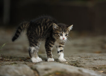 Germany, Baden Wuerttermberg, Kitten standing and looking away - SLF000197