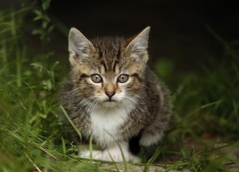 Germany, Baden Wuerttermberg, Kitten sitting on grass stock photo