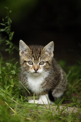 Germany, Baden Wuerttermberg, Kitten sitting on grass - SLF000195