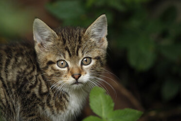 Germany, Baden Wuerttermberg, Young kitten, close up - SLF000194