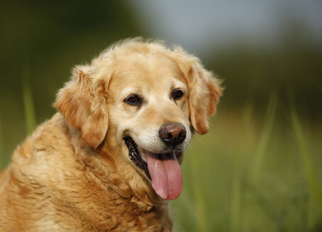 Deutschland, Golden Retriever, Porträt - SLF000228