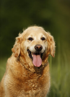 Deutschland, Golden Retriever, Porträt - SLF000229