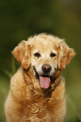 Germany, Golden Retriever, portrait - SLF000231