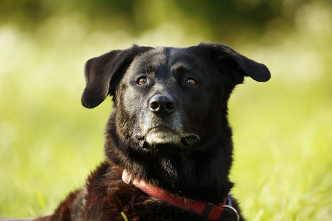 Deutschland, Baden-Württemberg, Schwarzer Hund, Mischling, Porträt, lizenzfreies Stockfoto