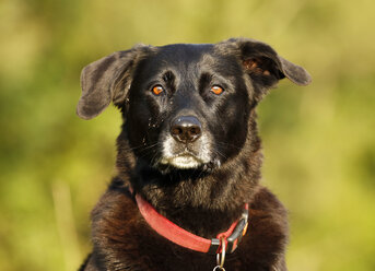 Deutschland, Baden-Württemberg, Schwarzer Hund, Mischling, Porträt - SLF000233