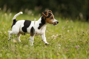 Deutschland, Baden-Württemberg, Jack Russel Terrier Welpe läuft auf Wiese - SLF000234