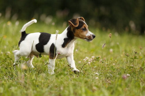 Deutschland, Baden-Württemberg, Jack Russel Terrier Welpe läuft auf Wiese - SLF000234